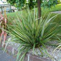 Phormium'Duet' 