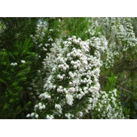 Erica arborea'Alpina' 