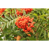 Sorbus aucuparia 