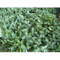 Euonymus fortunei'Radicans' 