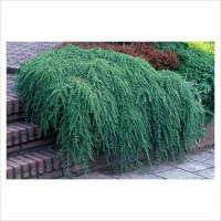 Tsuga canadensis'Cole's Prostate' 