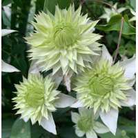 Clematis'Green Passion' 