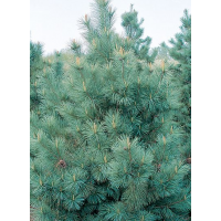 Pinus strobus'Blue Clovers' 