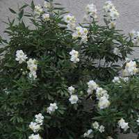 Carpenteria californica'bodnant' 