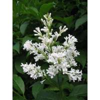 Syringa josikaea'Holger' 