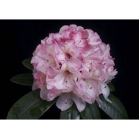 Rhododendron'Cassata' 