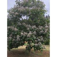 Catalpa erubescens'Purpurea' 
