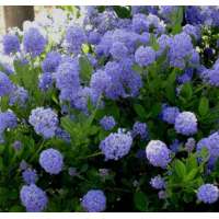 Ceanothus thyrsifolius'Skylark' 