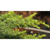 Cedrus libani'Homepark' 