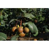 Pyrus communis caucasica 