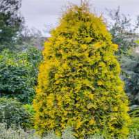 Thuja occidentalis'Yellow Ribbon' 
