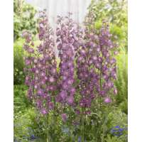 Delphinium'Flamengo' 