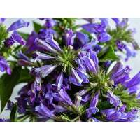 Nepeta subsessilis'Dark Blue Panther'