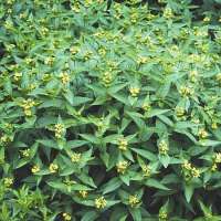 Diervilla sessilifolia 