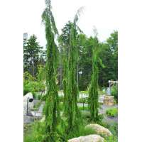 Chamaecyparis nootkatensis'Strict Weeper' 