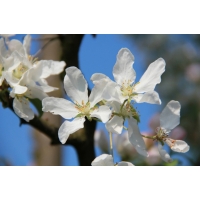 Malus toringo'Brouwer's Beauty' 