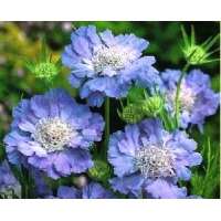 Scabiosa caucasica'Perfecta'