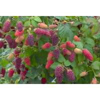 Rubus'Tayberry' 