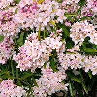 Choisya ternate'Apple Blossom' 