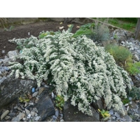 Aster ericoides'Snowflurry' 