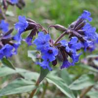 Pulmonaria'Miss Elly'