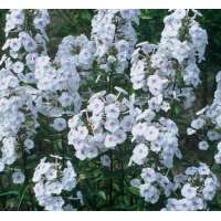 Phlox maculata'Omega'