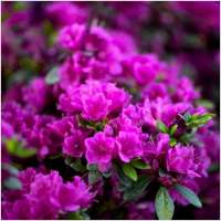Azalea japonica'Vuyck's Purple'