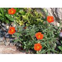 Helianthemum'Fire Dragon'
