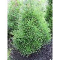 Sciadopitys verticillata'Koja Maki' 