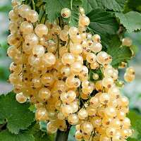 Witte aalbes (Ribes rubrum'Witte Parel') 