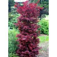 Acer palmatum'Twombly's Red Sentinel' 
