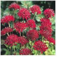 Knautia macedonica'Red Knight'