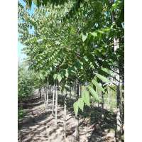 Fraxinus americana'Autunm Applause' 