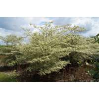 Cornus alternifolia'Argentea' 