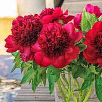 Paeonia'Red Charm' 