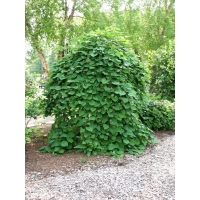 Cercis canadensis'Covey' 