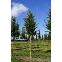 Carpinus betulus'Albert Beeckman' 