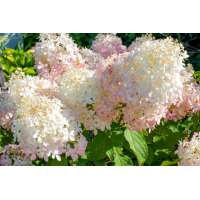 Hydrangea paniculata'Phantom' 