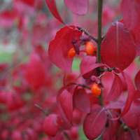 Euonymus alatus'Blade Runner' 