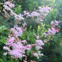 Filipendula palmata'Nana'