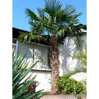 Trachycarpus fortunei 