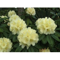 Rhododendron'Ehrengold' 