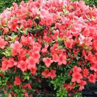 Azalea japonica'Aladdin 