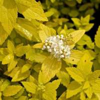 Spiraea japonica'White gold' 