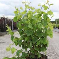 Corylus avellana'Twister' 
