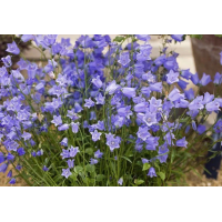 Campanula cochlearifolia'Jingle Blue'