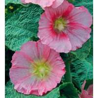 Alcea rosea'Radiant Rose'