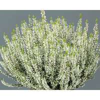 Calluna vulgaris'Elisa' 