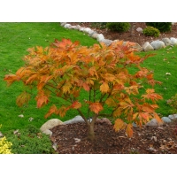 Acer japonicum'Aconitifolium' 