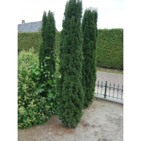 Taxus baccata'Fastigiata Robusta' 